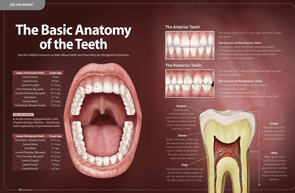 Anotomy of Teeth – Dear Doctor Magazine